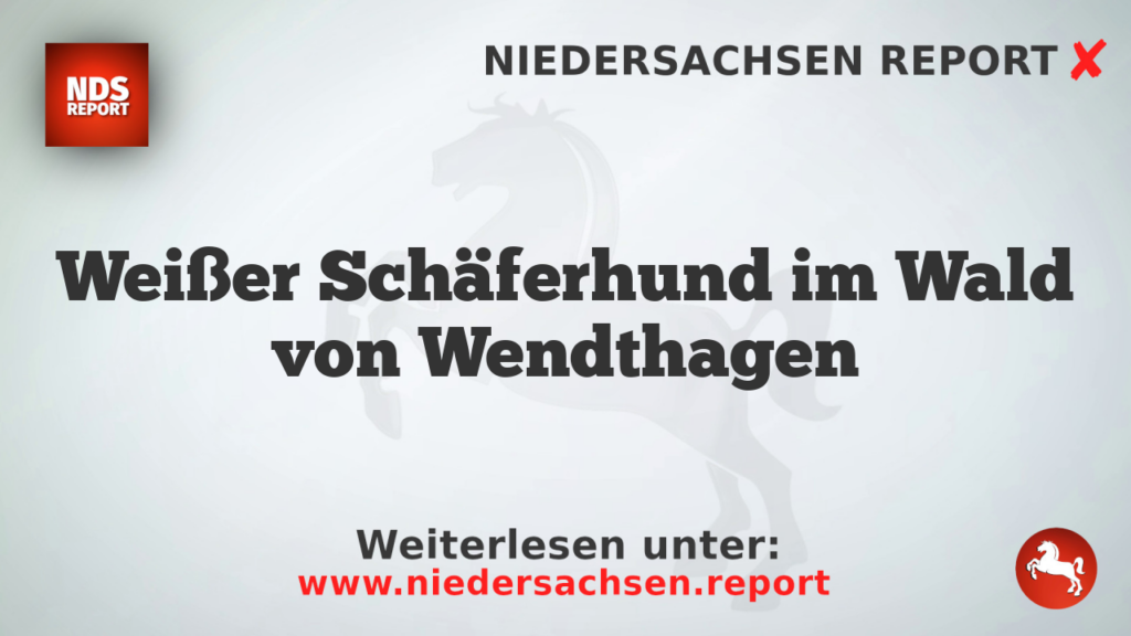Weißer Schäferhund im Wald von Wendthagen