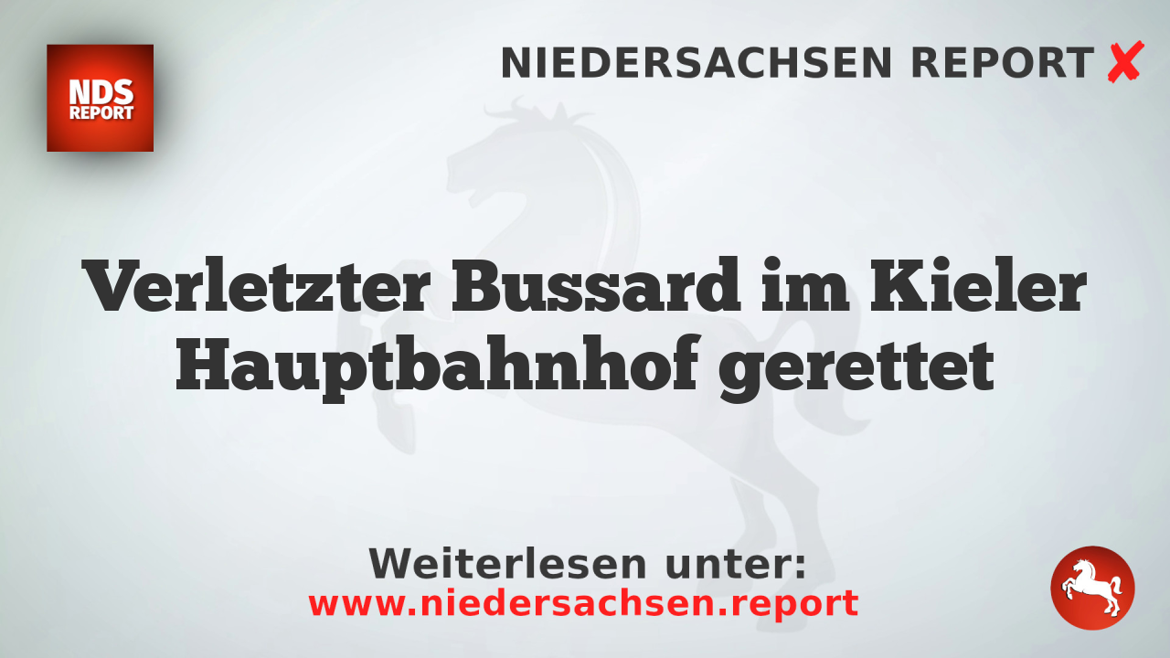 Verletzter Bussard im Kieler Hauptbahnhof gerettet